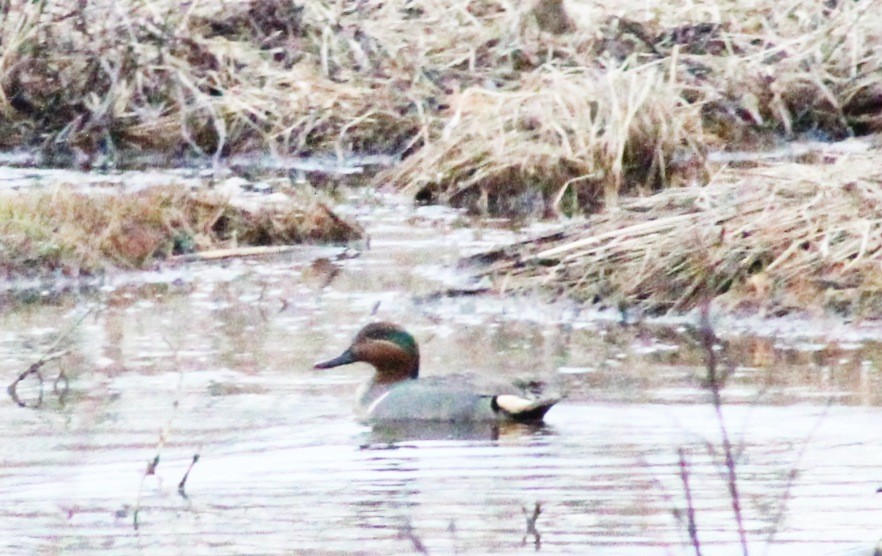 Green-winged Teal - ML538986001