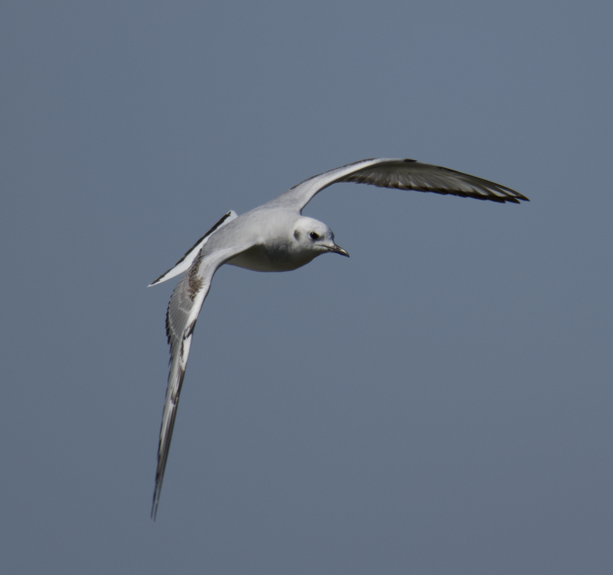 Bonaparte's Gull - ML538986431