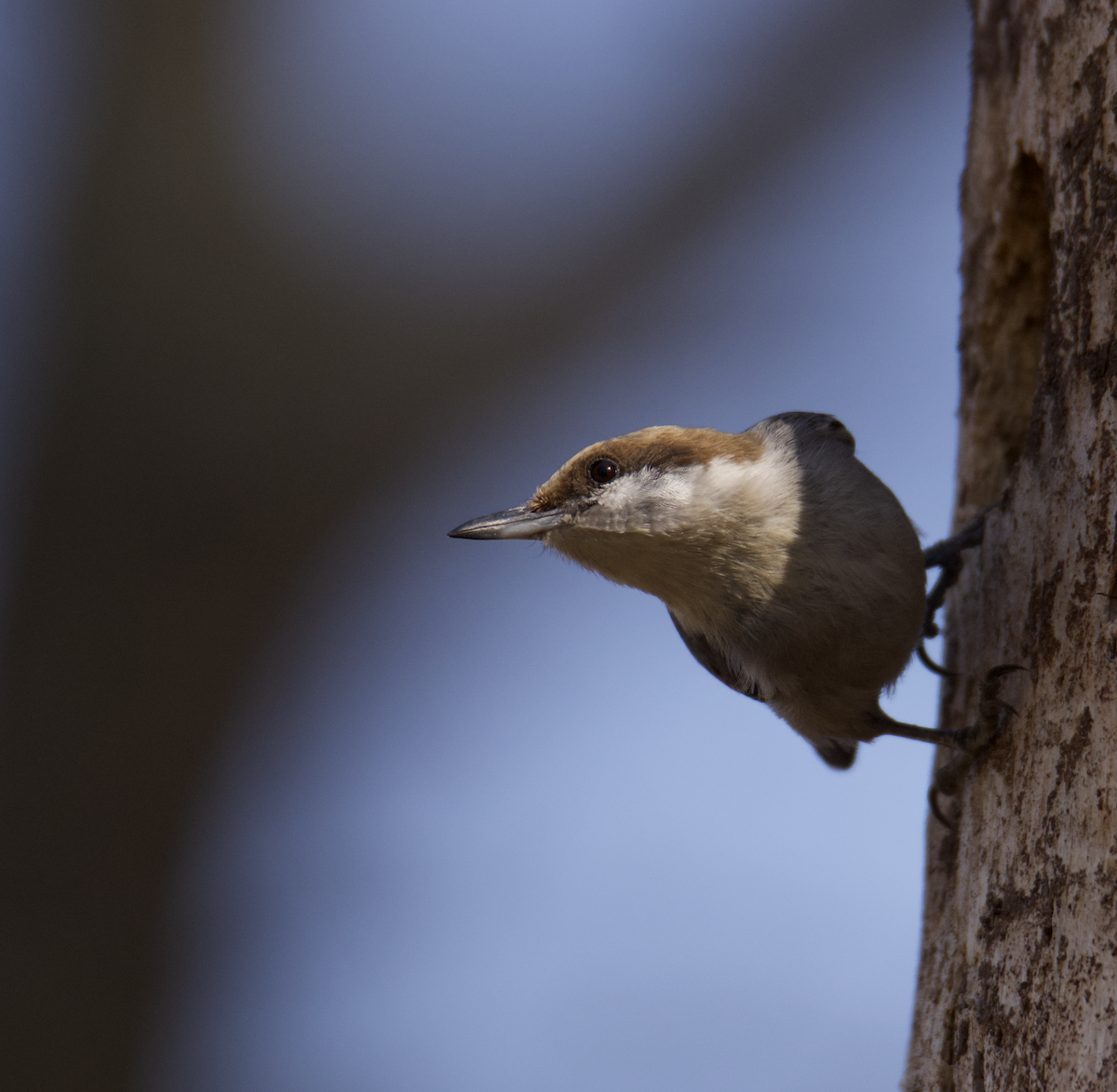 Brown-headed Nuthatch - ML538986491