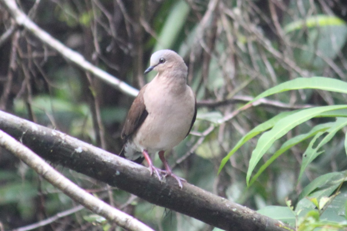 Gray-fronted Dove - ML538986621