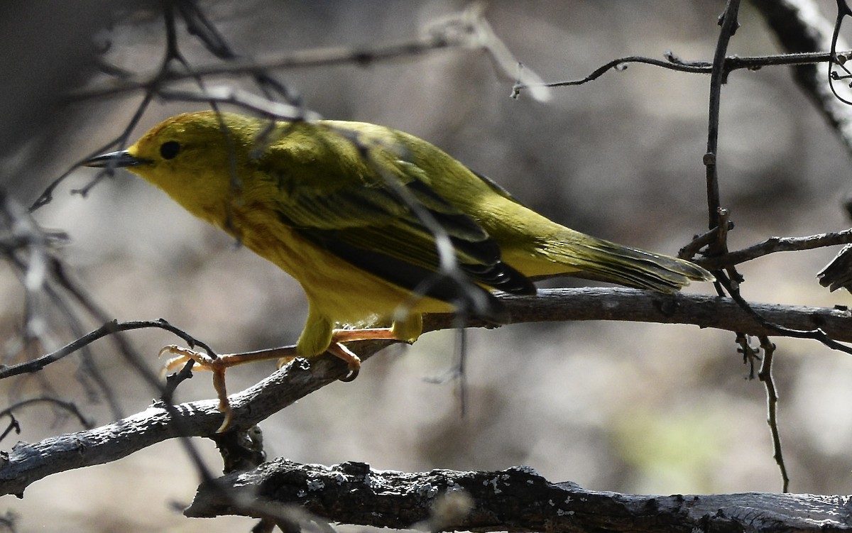 Yellow Warbler (Galapagos) - MJ Hele