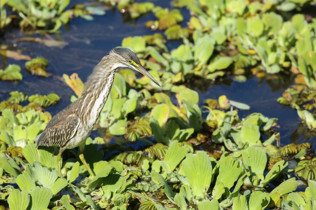 Striated Heron - ML538986941