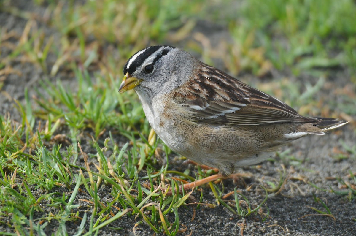 White-crowned Sparrow (pugetensis) - ML538986971