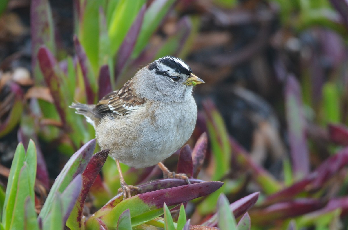 White-crowned Sparrow (pugetensis) - ML538986981