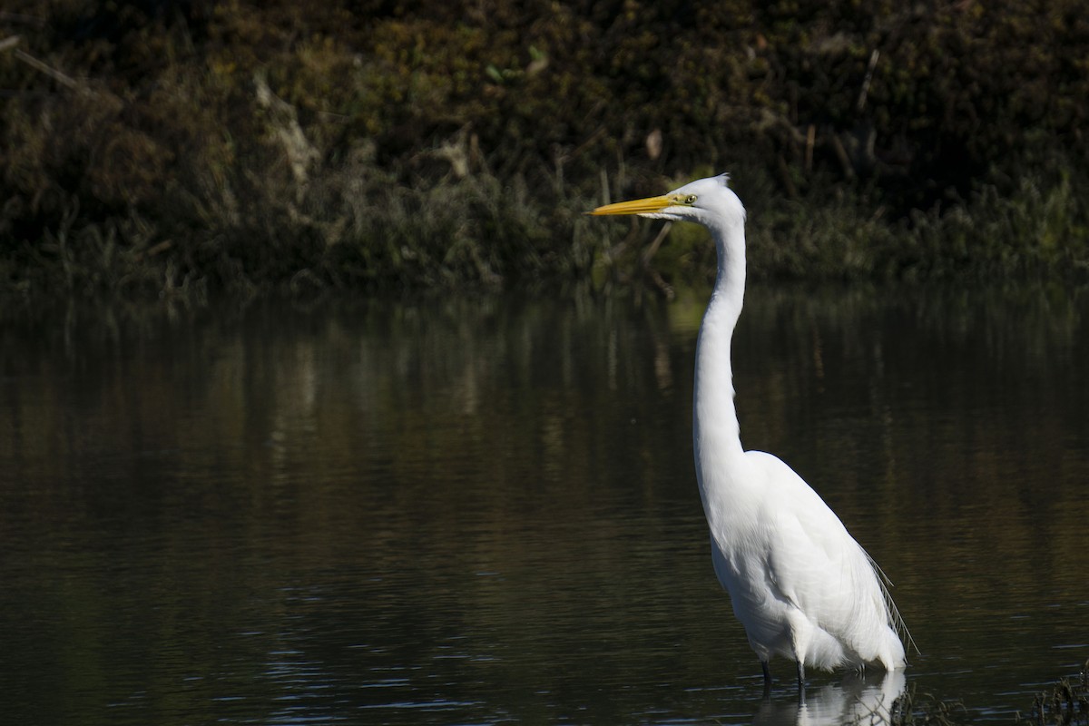 Great Egret - ML538987161