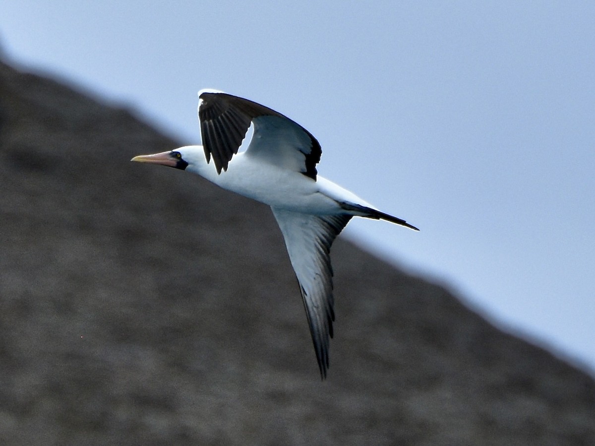 Nazca Booby - ML538987591