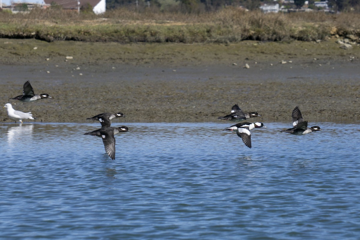 Bufflehead - ML538988491