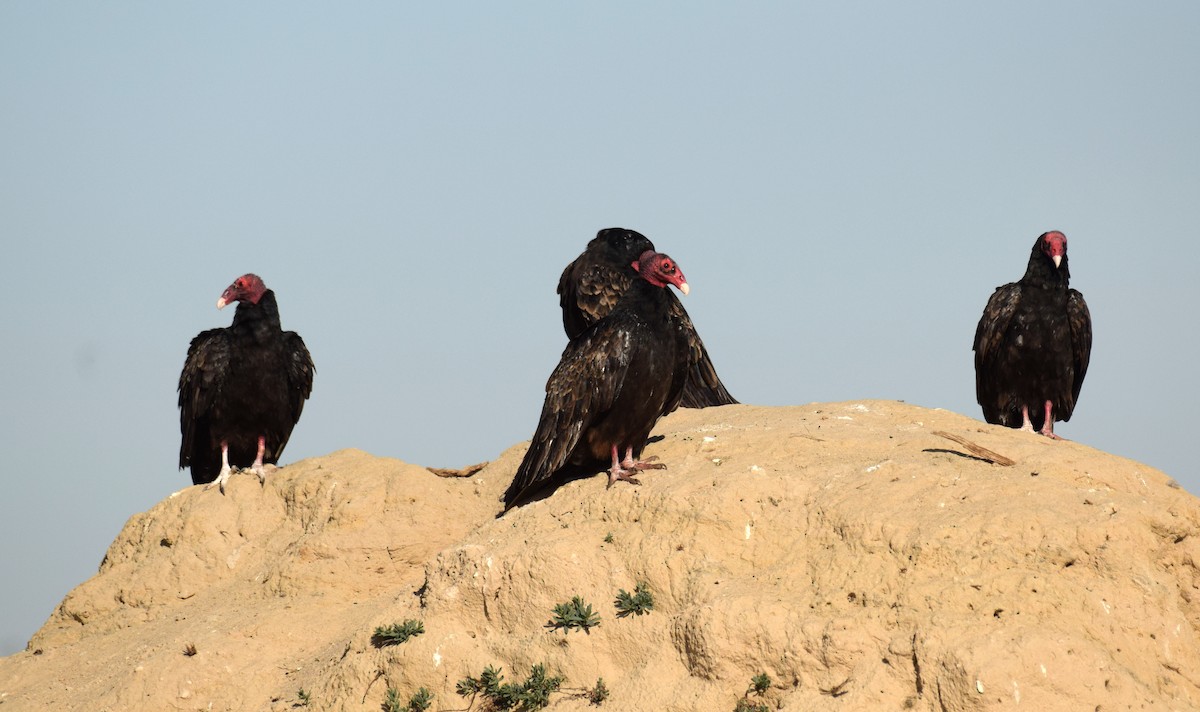 Turkey Vulture - ML538989111