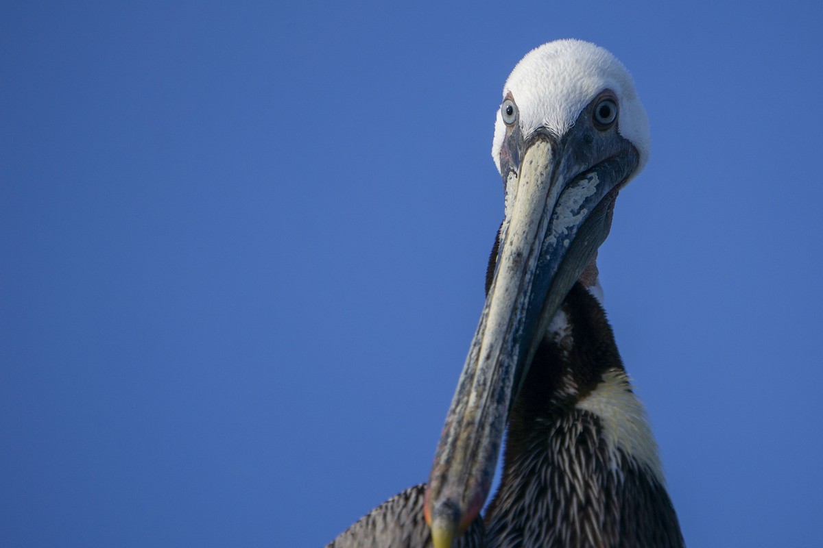 Brown Pelican - ML538989571