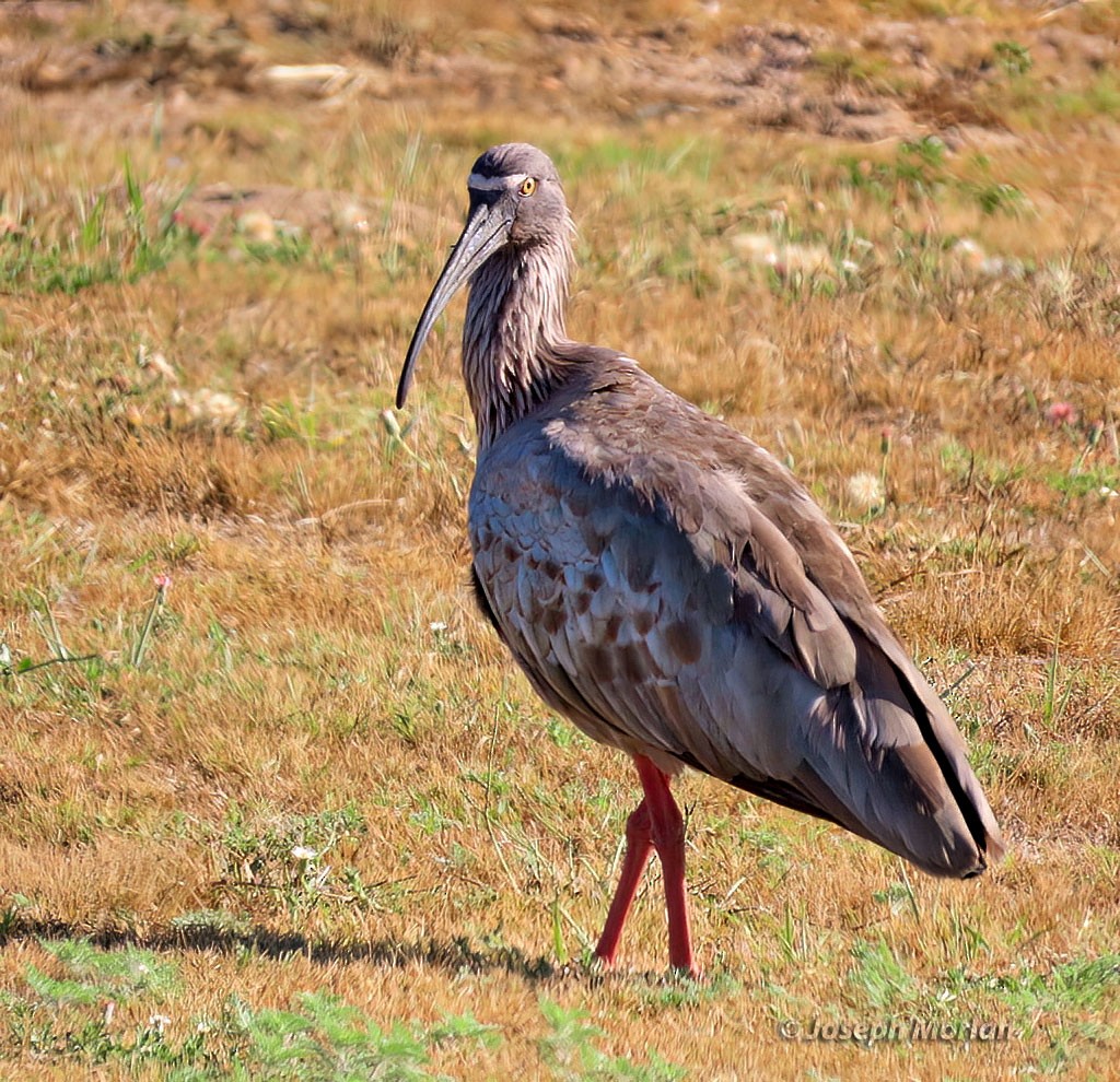 Plumbeous Ibis - ML538989781