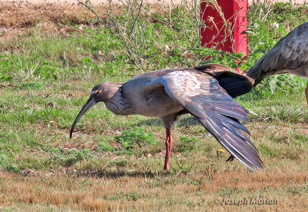 Plumbeous Ibis - ML538989791
