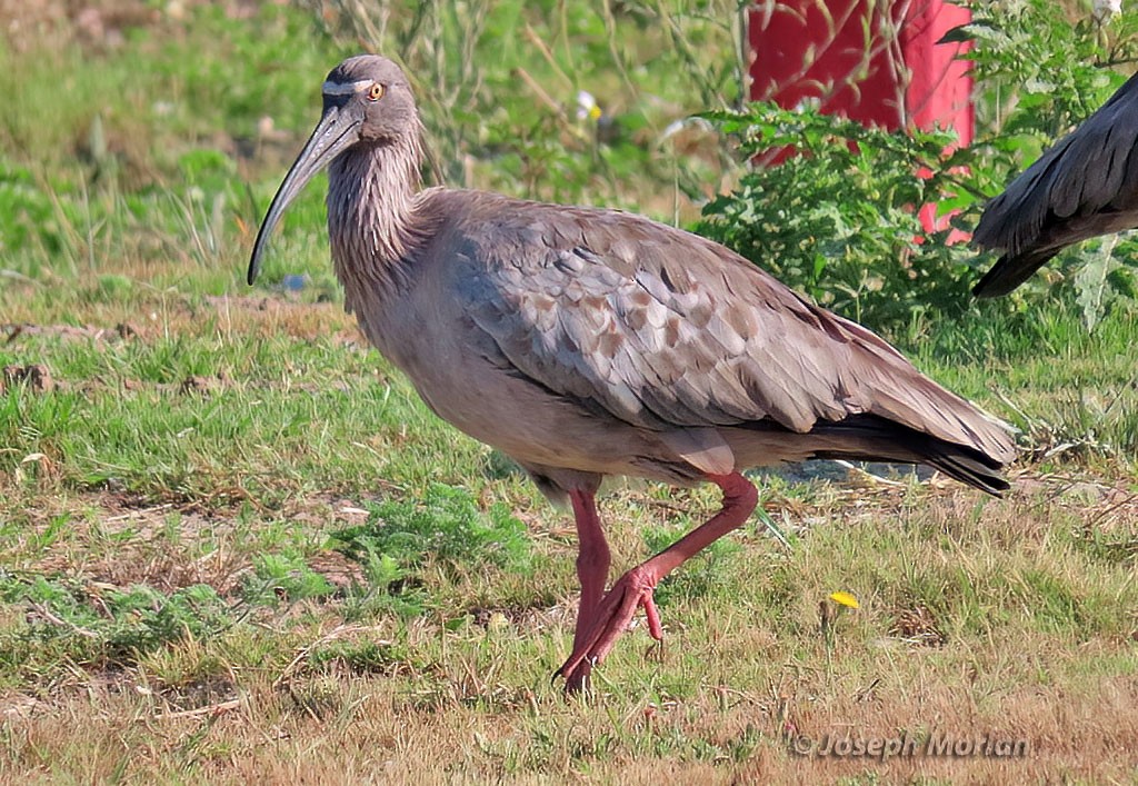 Plumbeous Ibis - ML538989801