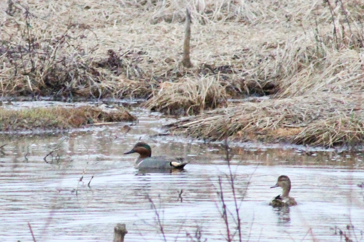 Green-winged Teal - ML538989821