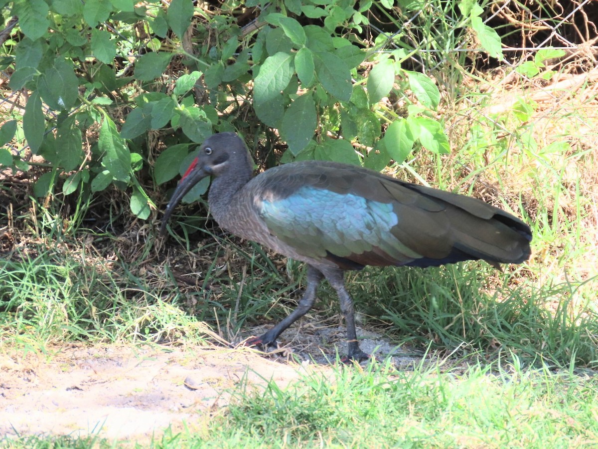 Hadada Ibis - ML538991361