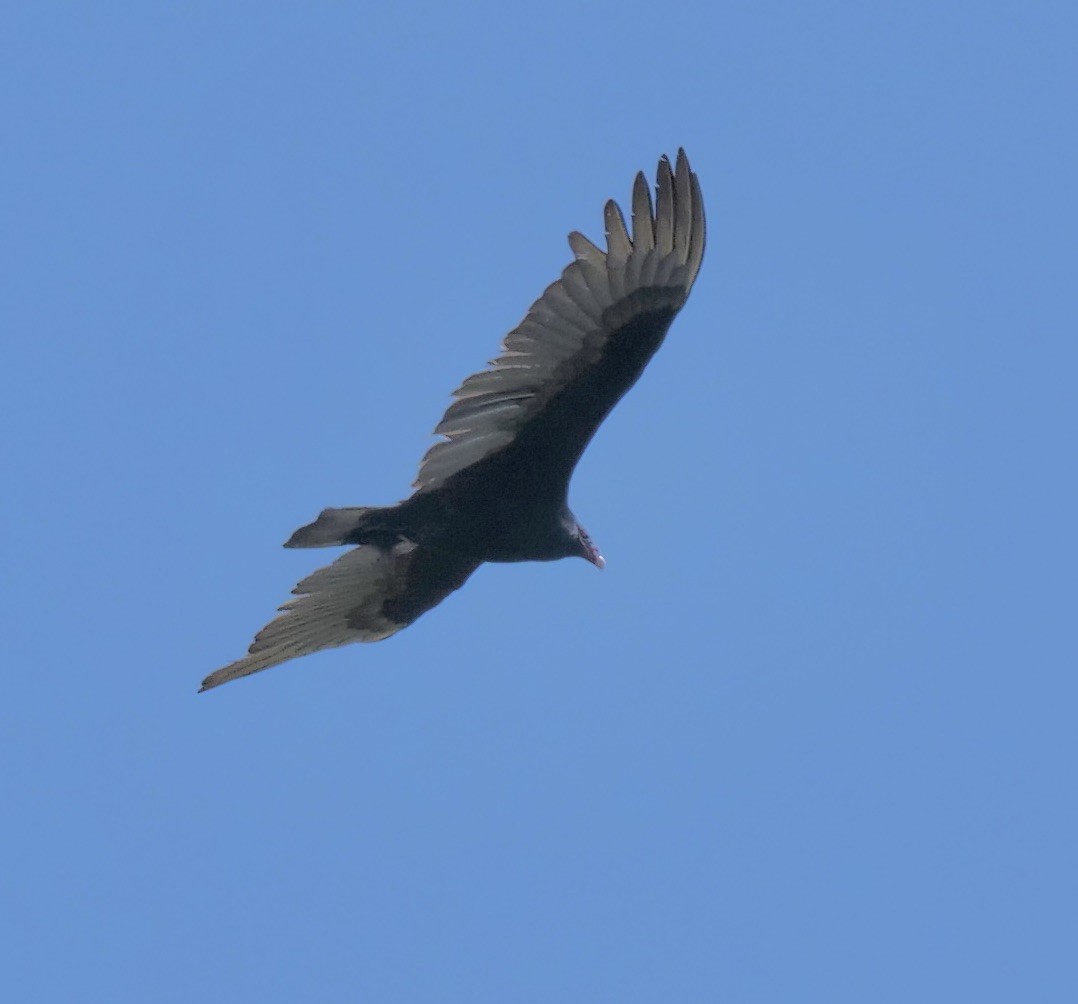 Turkey Vulture - ML538991501