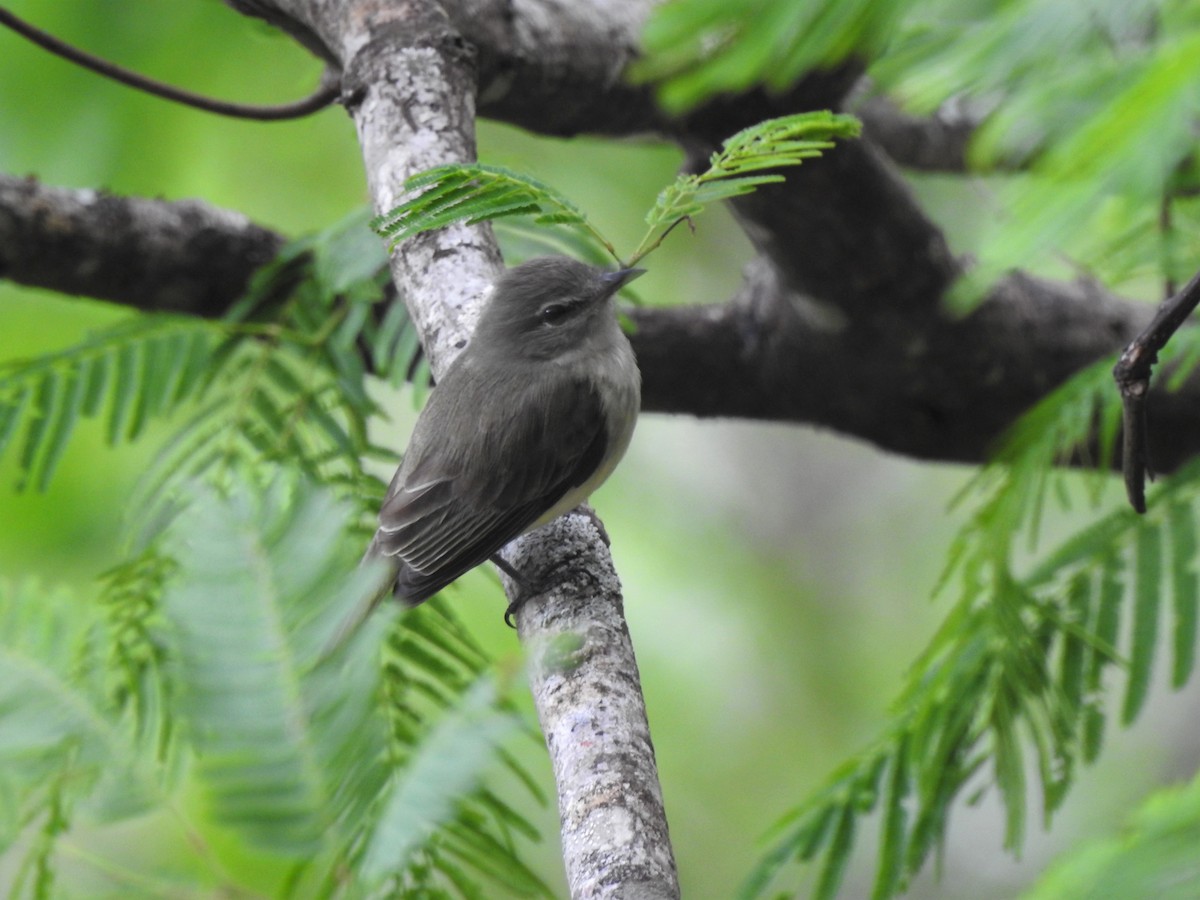 Southern Mouse-colored Tyrannulet - ML538993021