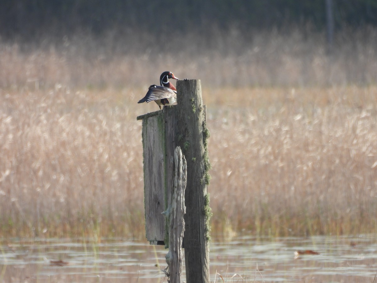 Wood Duck - ML538993111