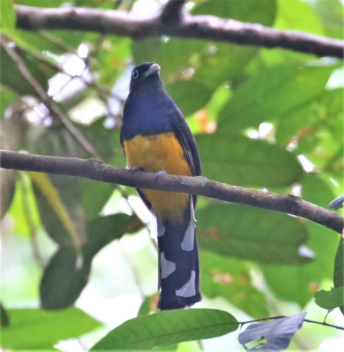 Green-backed Trogon - ML538993391