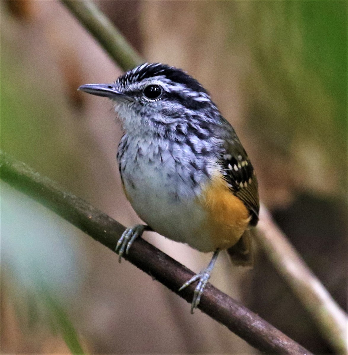 Guianan Warbling-Antbird - ML538993431