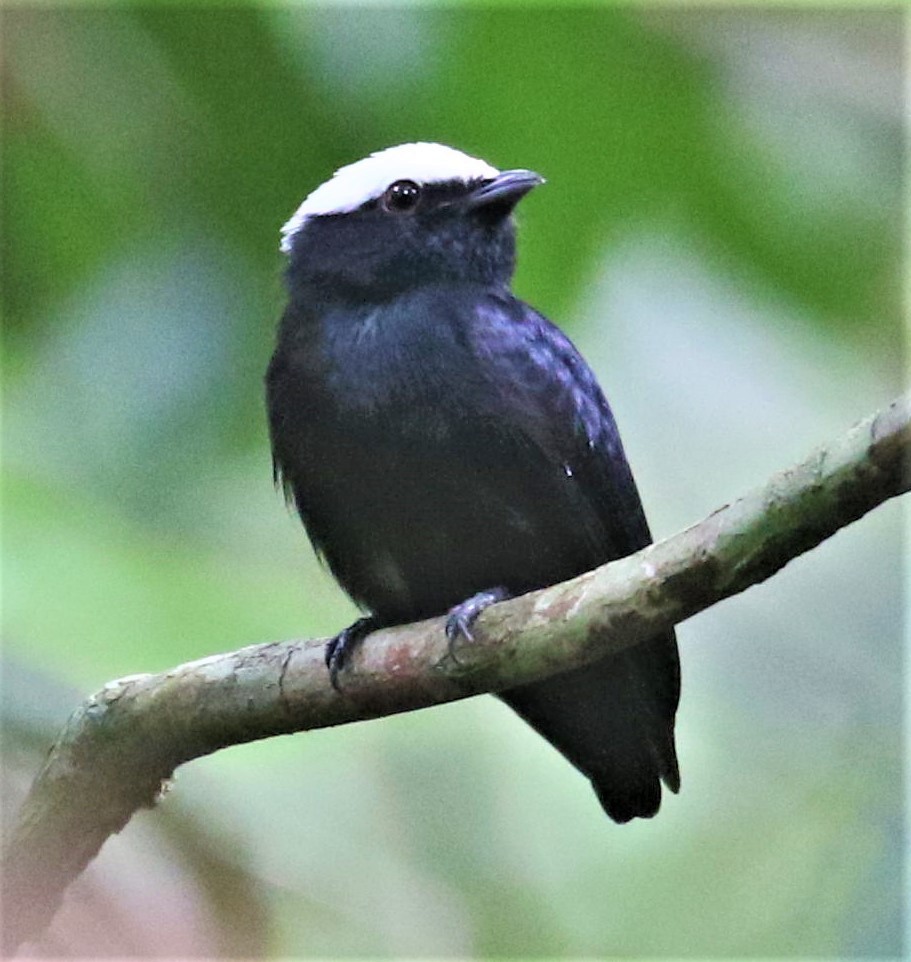 White-crowned Manakin - ML538993831