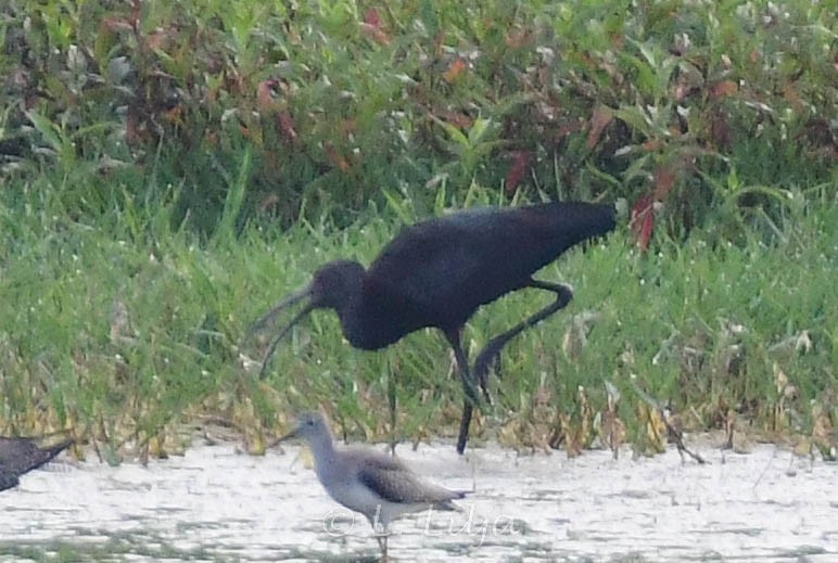 White-faced Ibis - ML538993971