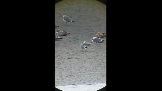 Short-billed Gull - ML538994841