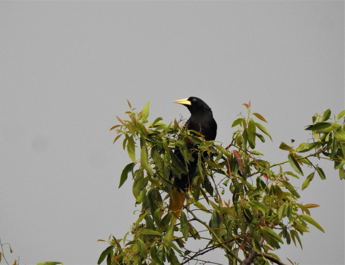 Crested Oropendola - ML538995351