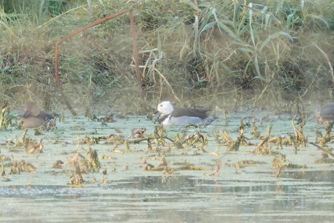 Cotton Pygmy-Goose - ML538996541