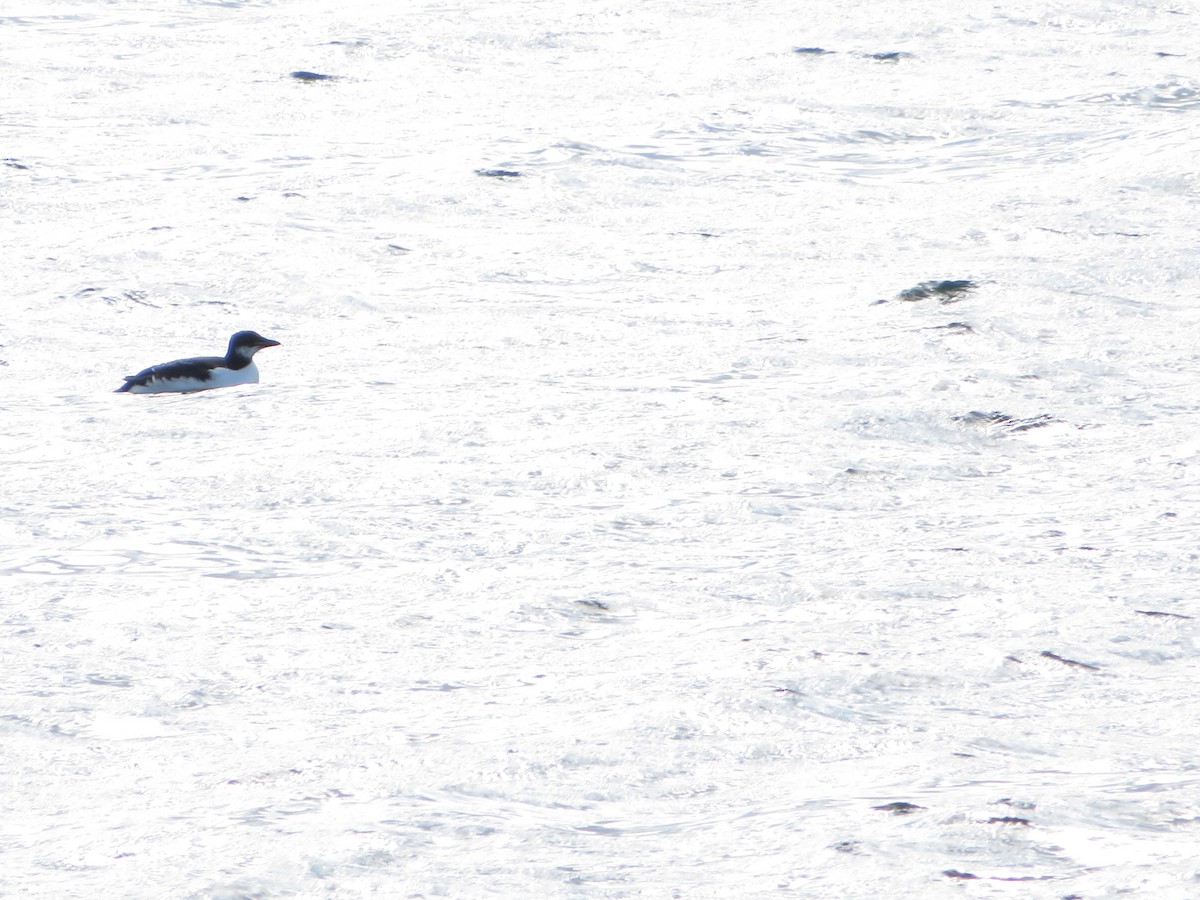 Thick-billed Murre - ML538996631