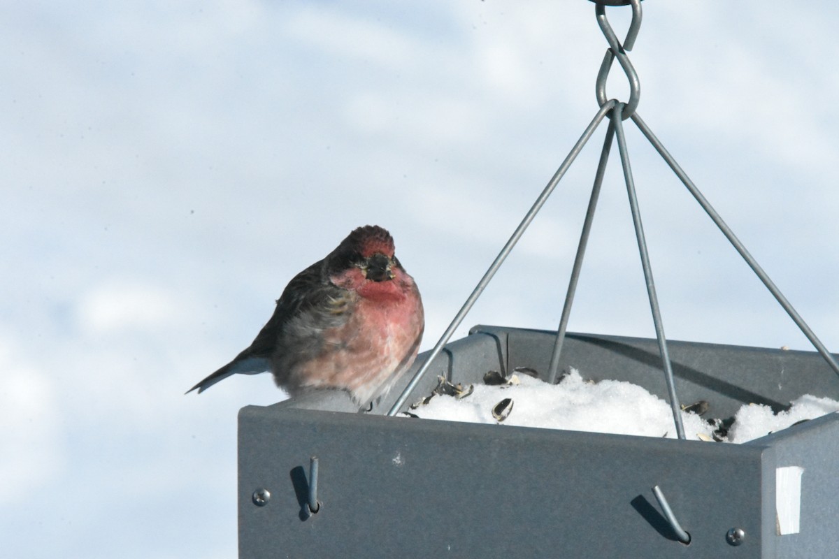 Purple Finch - ML538996921