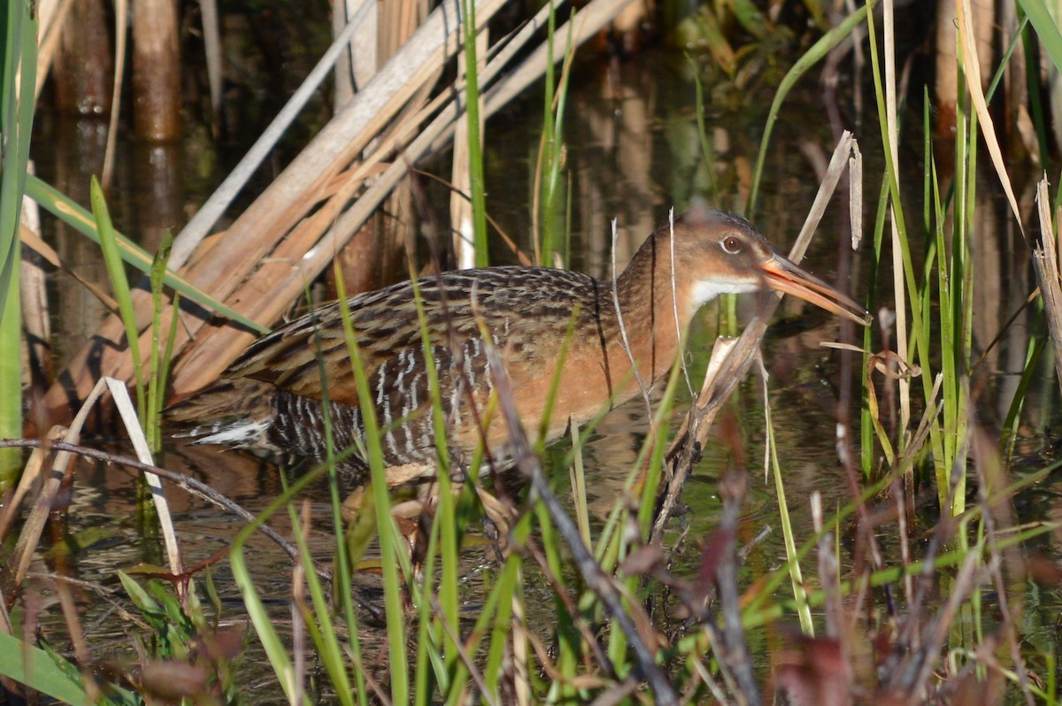 King Rail - ML53899861