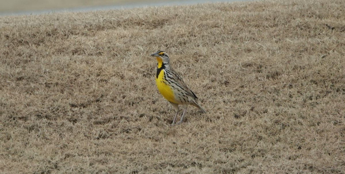 Eastern Meadowlark - ML538998781