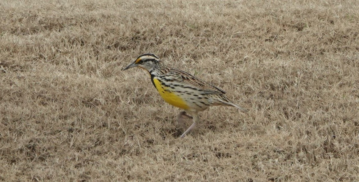 Eastern Meadowlark - ML538998801