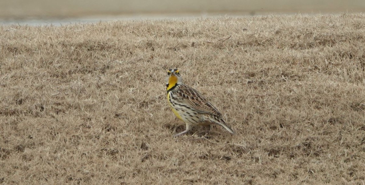 Eastern Meadowlark - ML538998811