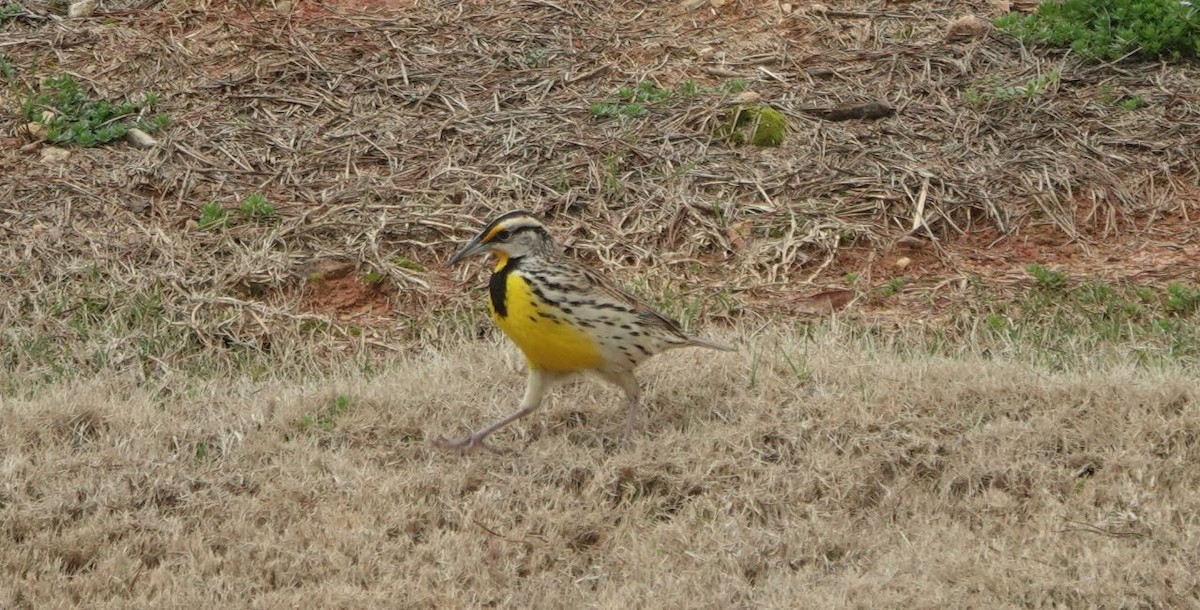 Eastern Meadowlark - ML538998831