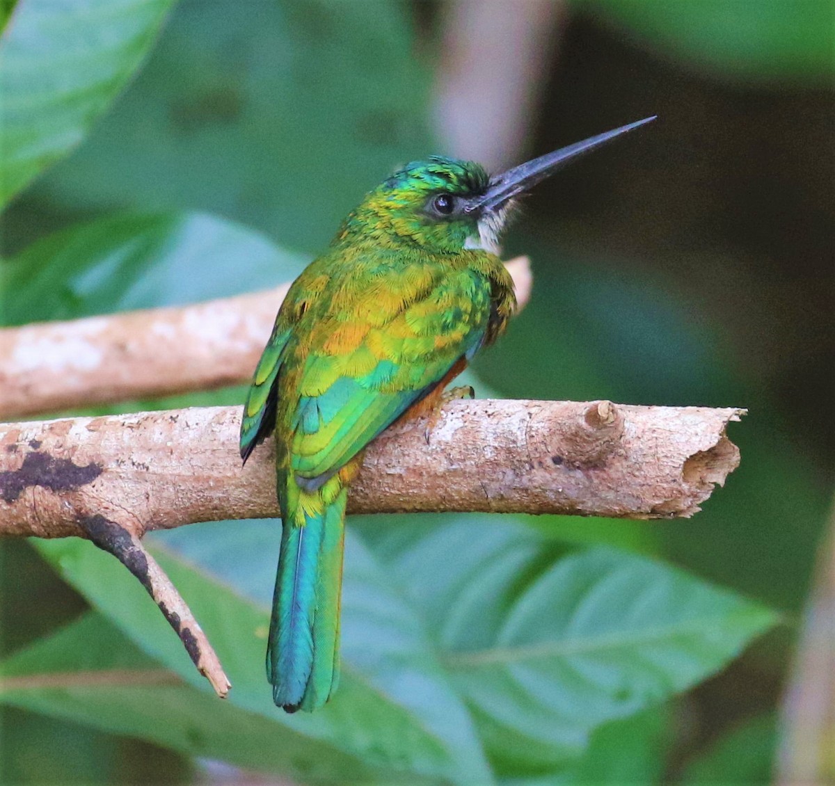 Green-tailed Jacamar - Mats Hildeman