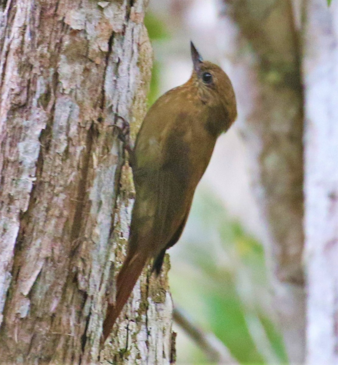 Wedge-billed Woodcreeper - ML539000891