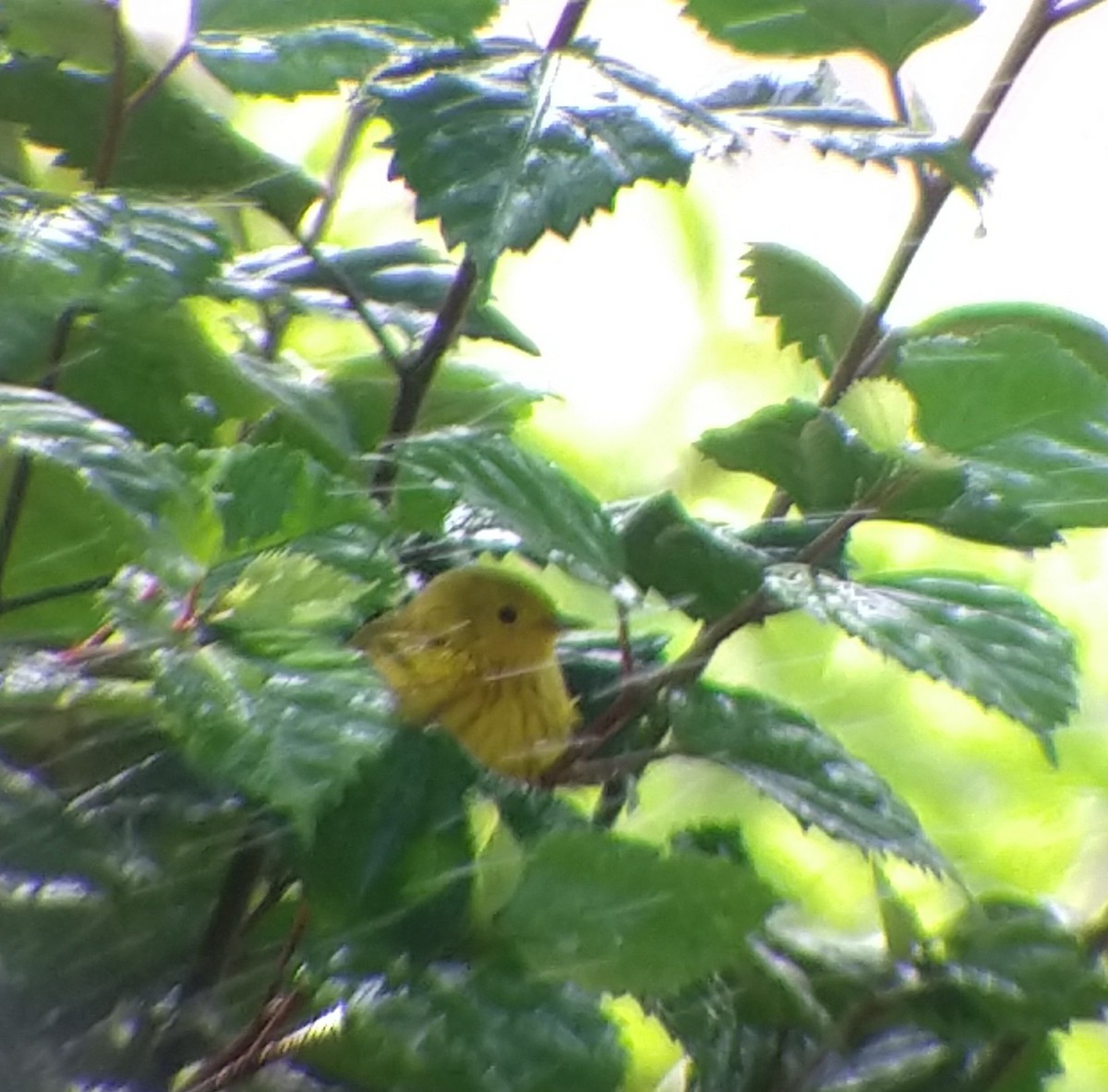 Yellow Warbler - ML539000941
