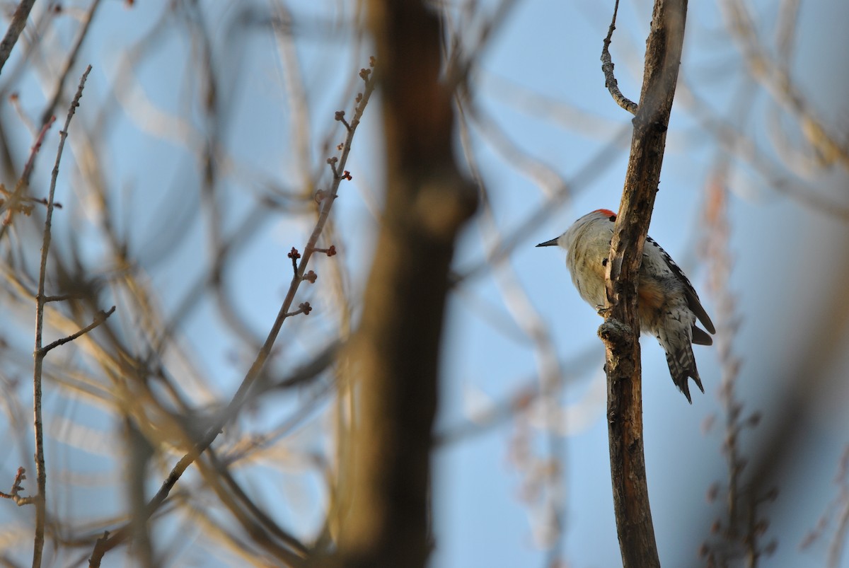 Red-bellied Woodpecker - ML539002341