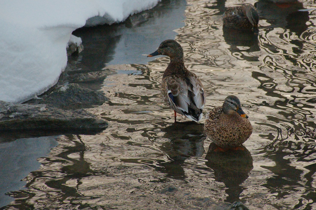 Mallard - ML539003211