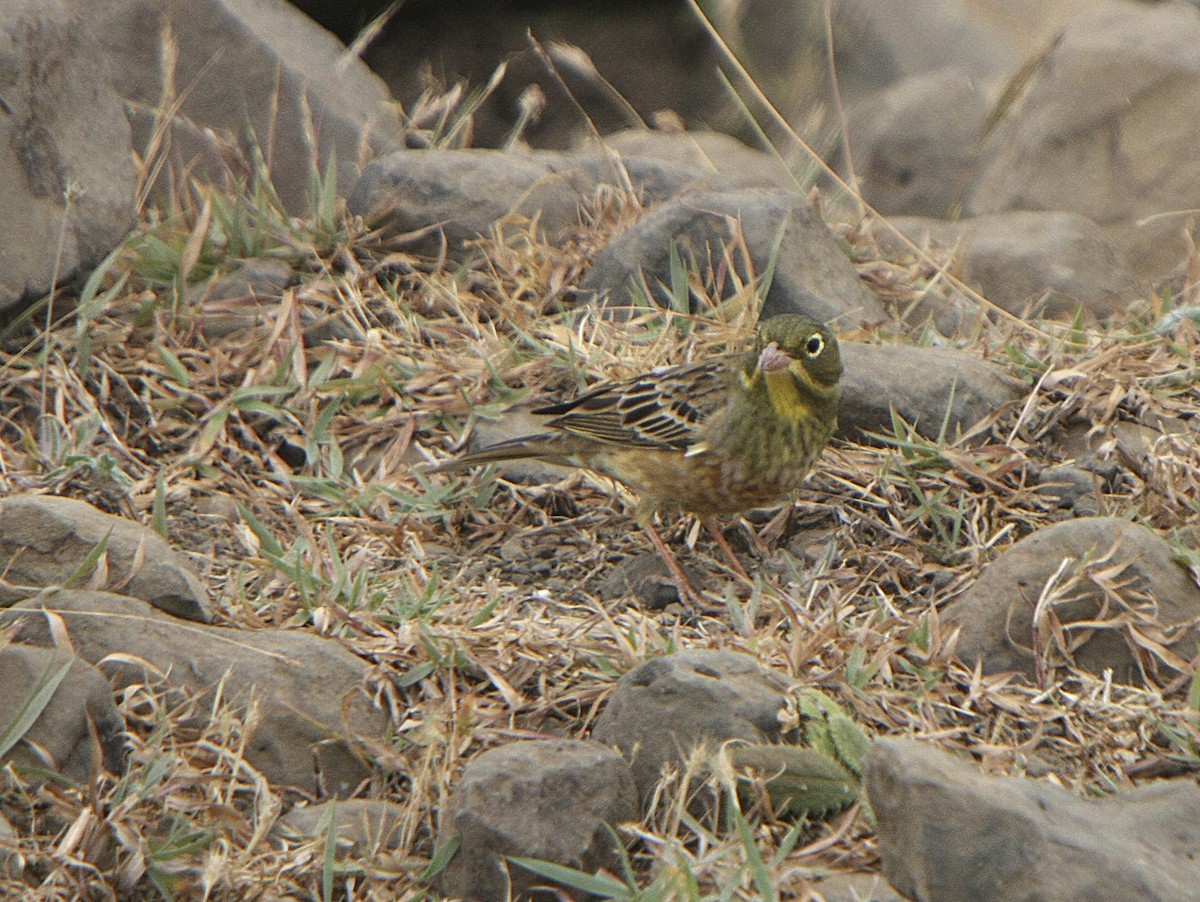 Ortolan Bunting - ML539003691