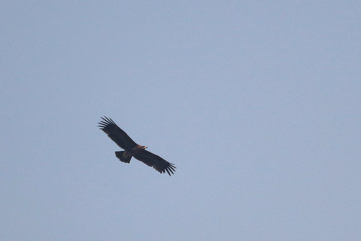 Greater Spotted Eagle - ML539003871