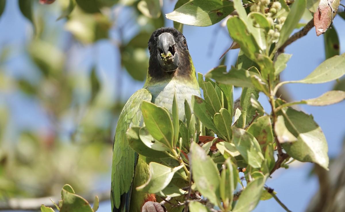 Nanday Parakeet - ML539004211