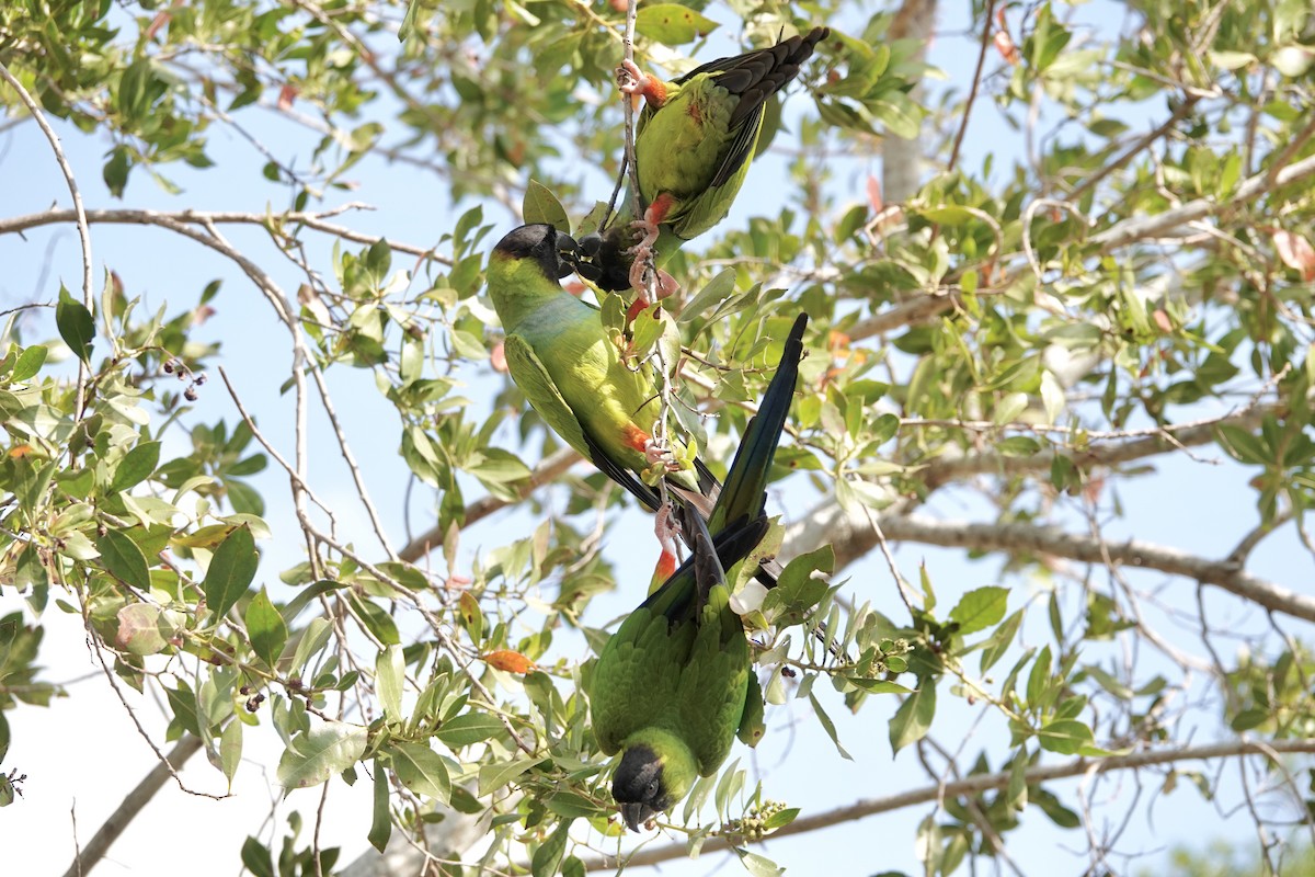 Nanday Parakeet - Alena Capek