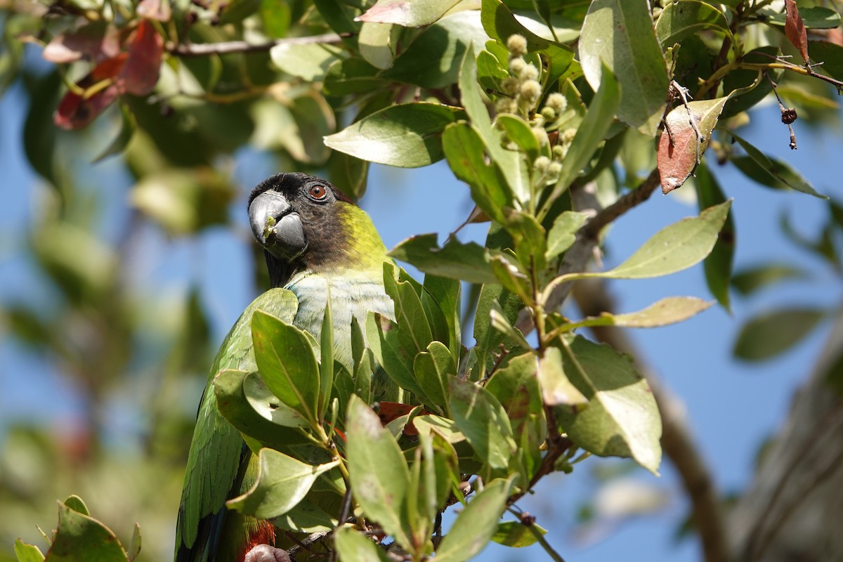 Nanday Parakeet - ML539004301