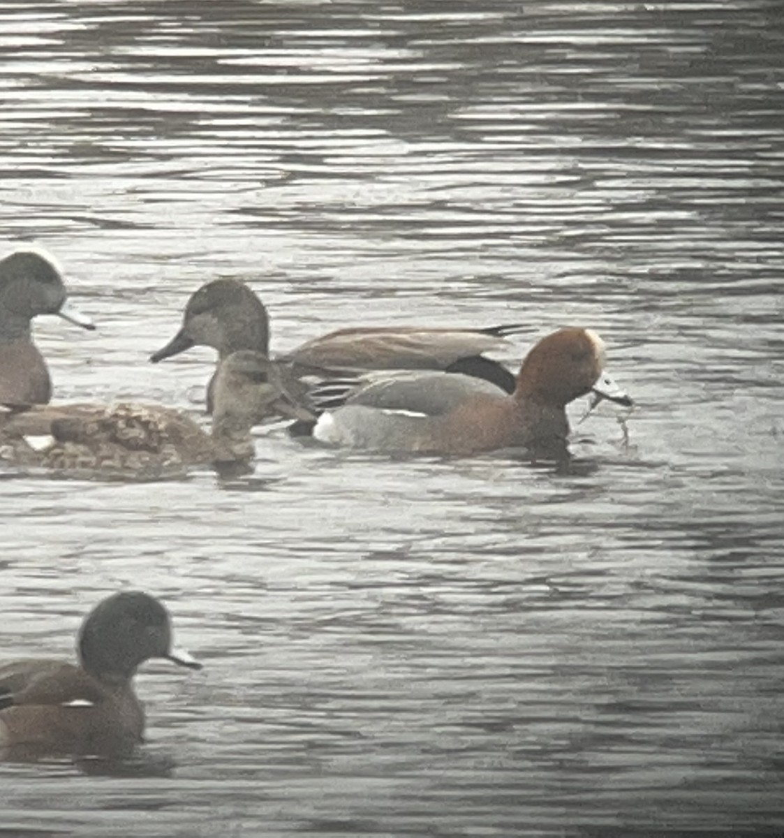 Eurasian Wigeon - ML539004681