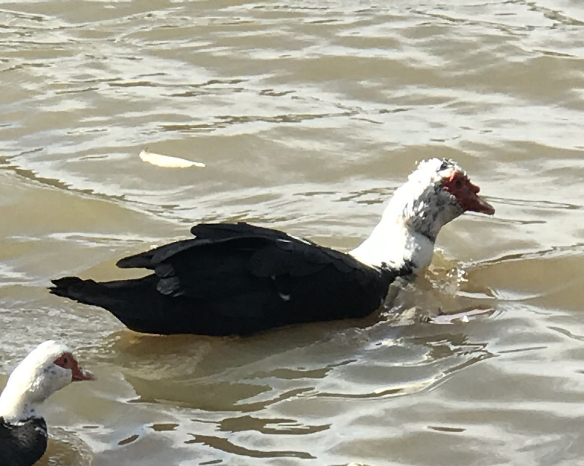 Muscovy Duck (Domestic type) - ML539005201
