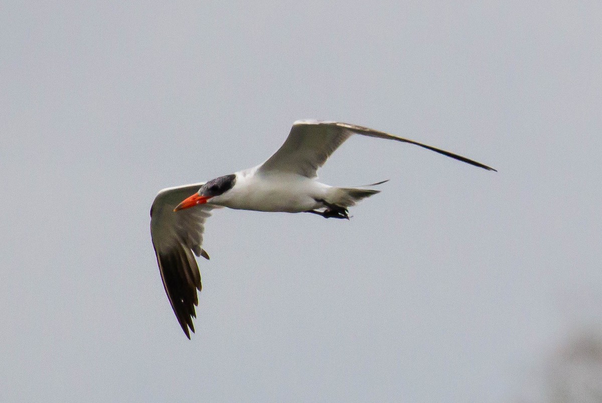 Caspian Tern - Kate Baumbach