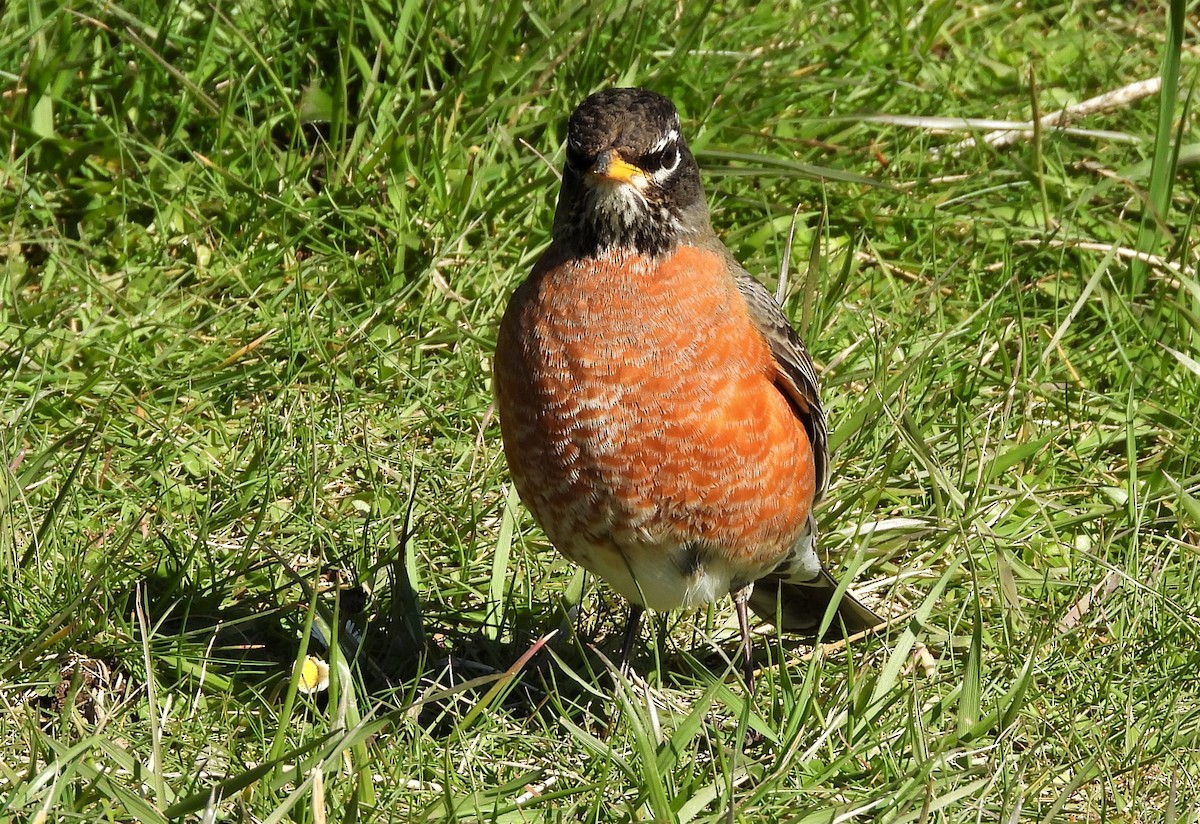 American Robin - ML539005561