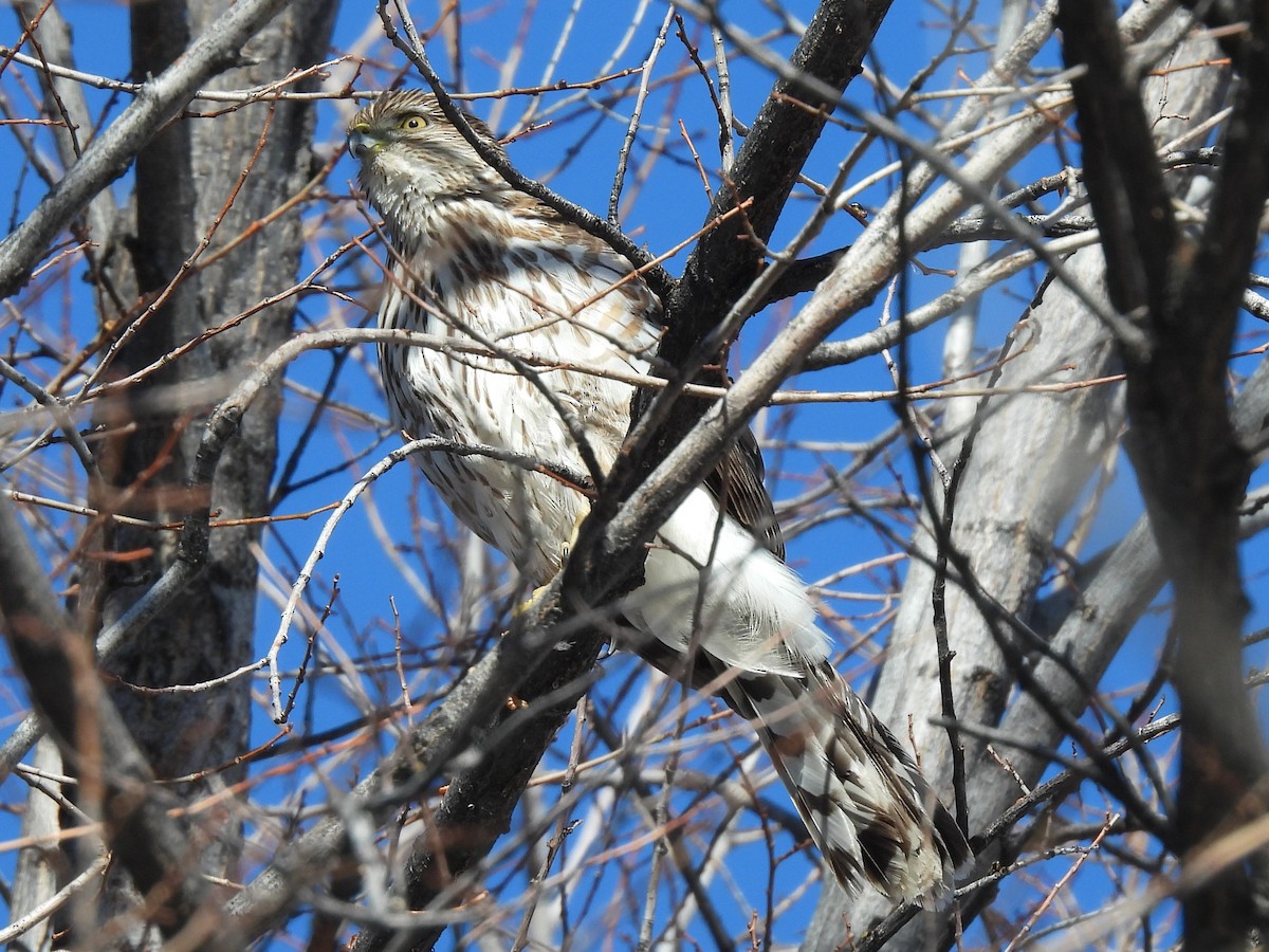 Cooper's Hawk - ML539006071